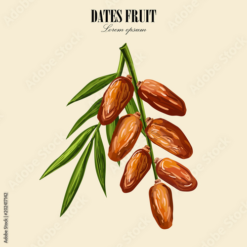 Dates with palm leaves on white background. Vector illustration.