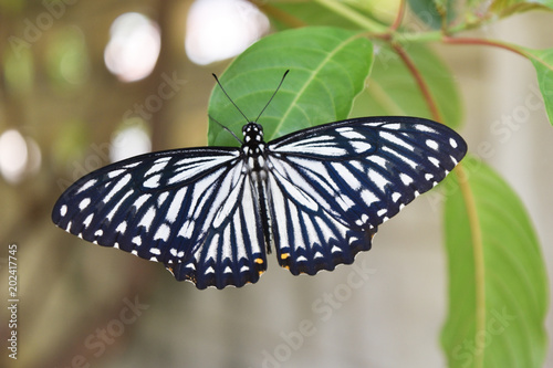 Papilio clytia , The Common Mime butterfly on green leaf , White with black and orange color pattern on insect wings 