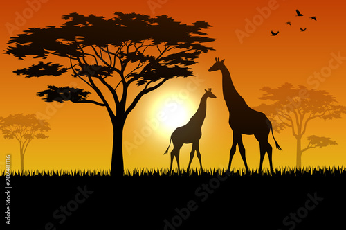 Silhouette  of giraffe at savanah 