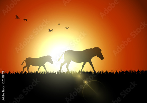 Horse silhouette at savanah in sunset
