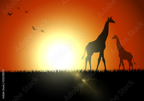 Giraffe silhouette in sunset at savanah