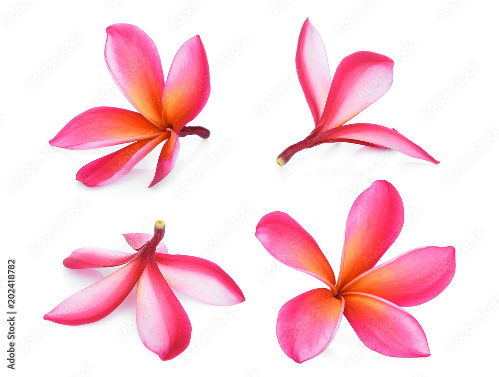 pink frangipani tropical flower, plumeria, Lanthom, Leelawadee flower isolated white background