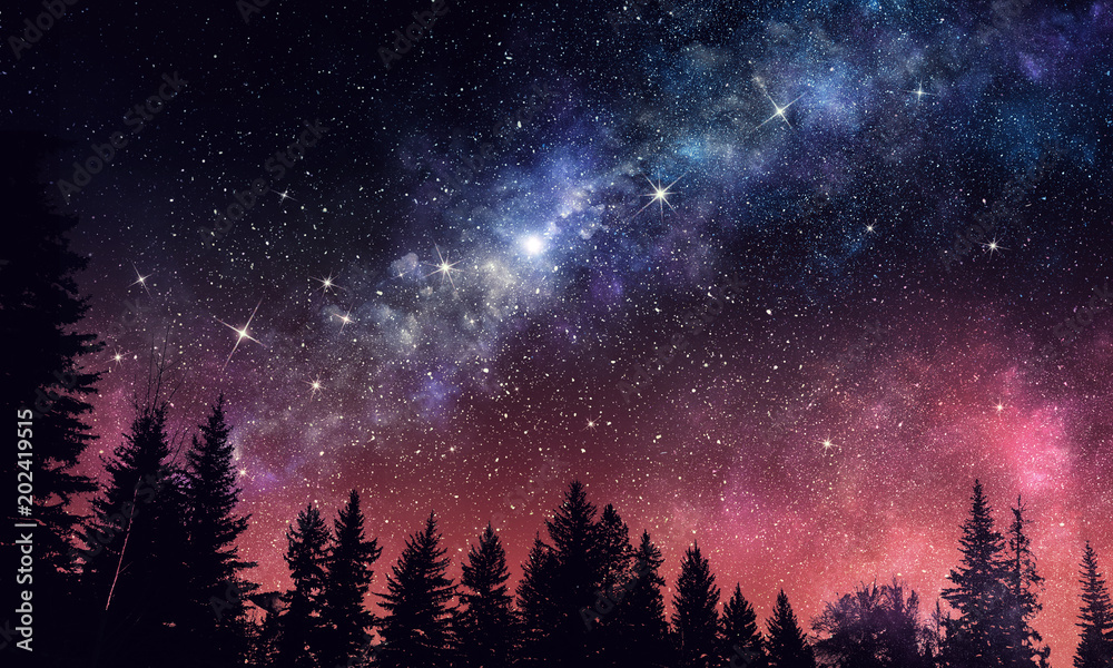 Fototapeta premium Night forest scene