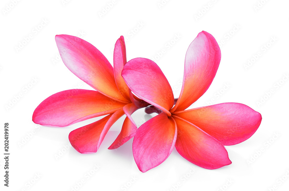 pink frangipani tropical flower, plumeria, Lanthom, Leelawadee flower isolated white background
