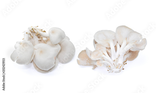 white oyster mushroom isolated on white background