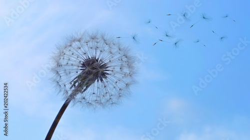 fluff of a dandelion on background sky / photography with scene of the dandelion with flying fluff on background sky