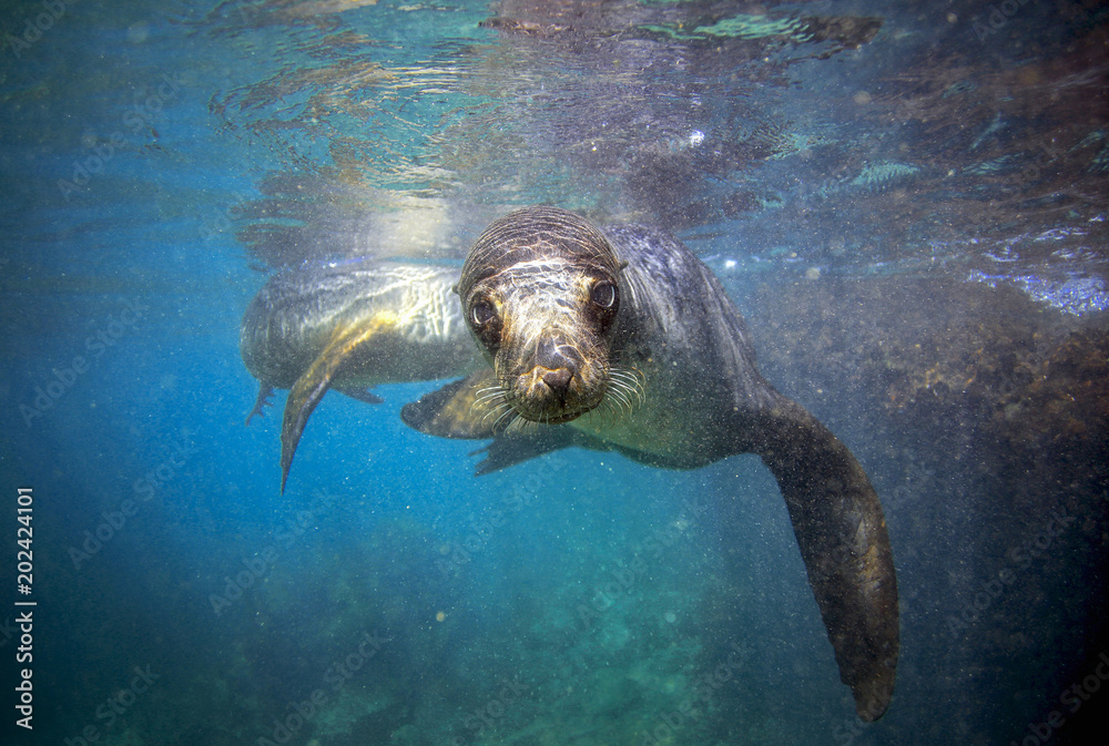 Obraz na plátně Galapagos sea lion looking at camera underwater