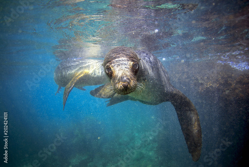 Galapagos sea lion looking at camera underwater