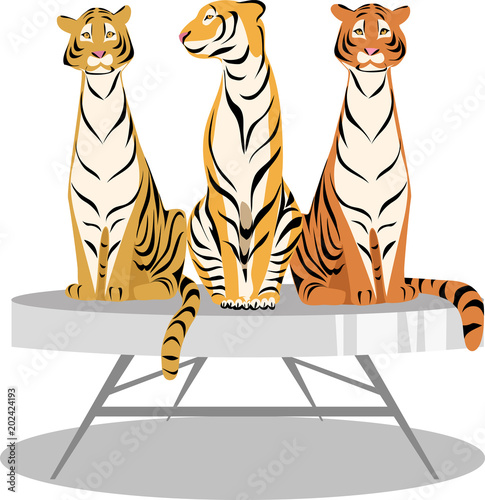 Fototapeta Naklejka Na Ścianę i Meble -  trained tigers in the circus