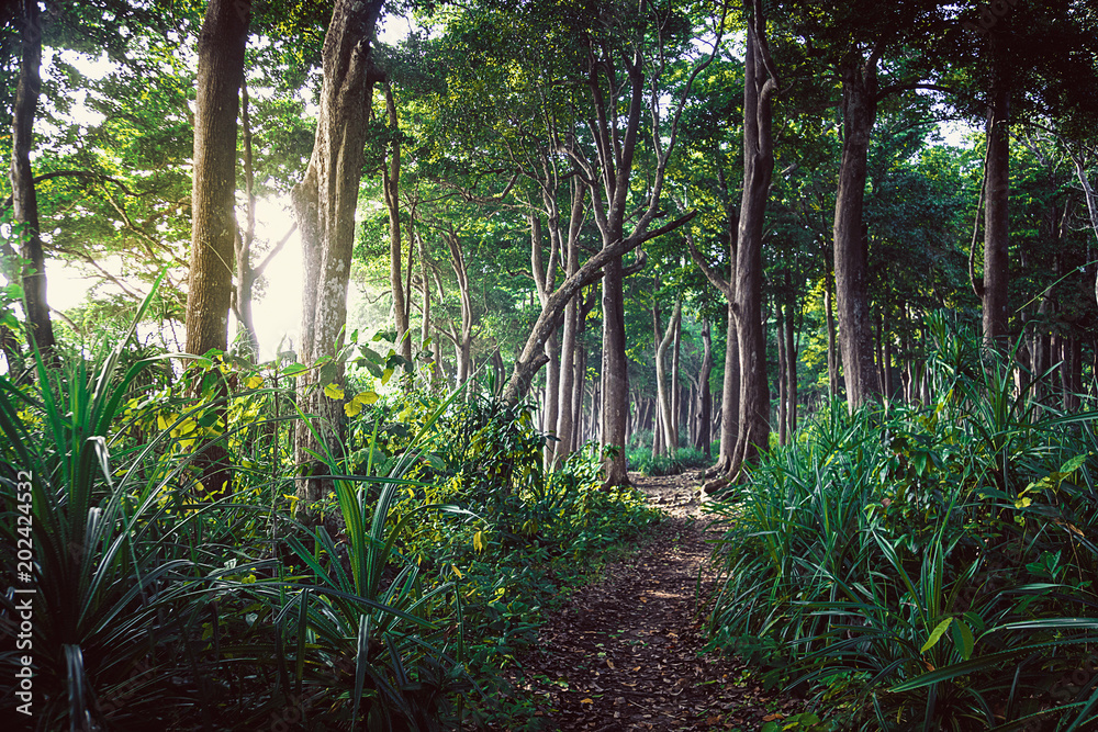 Fototapeta Chodzący ślad w Nowa Zelandia tropikalnym lesie