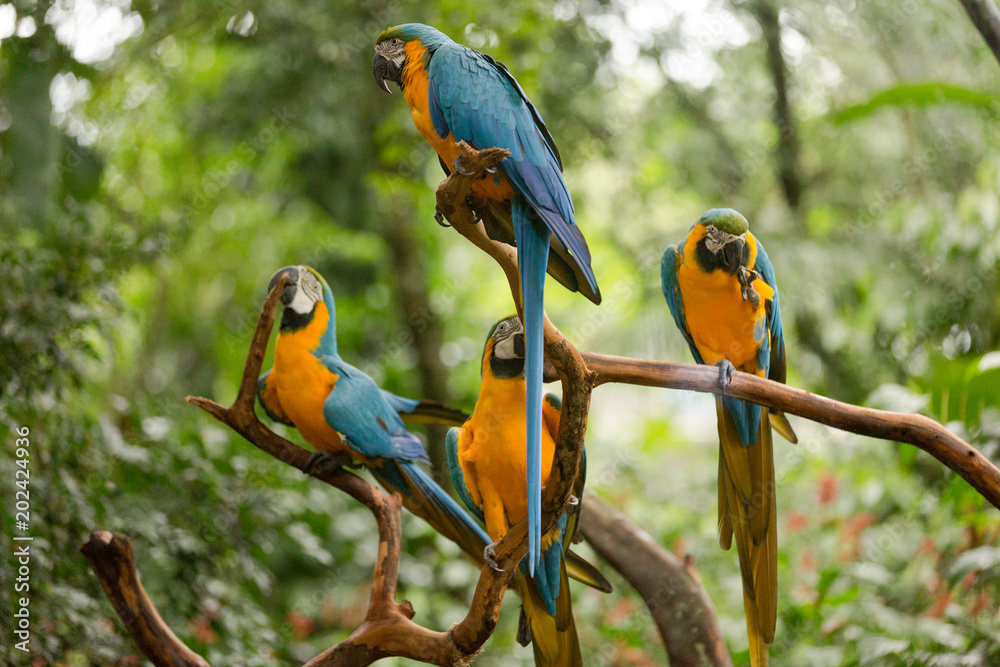 Fototapeta premium Brazilian Fauna - Macaws
