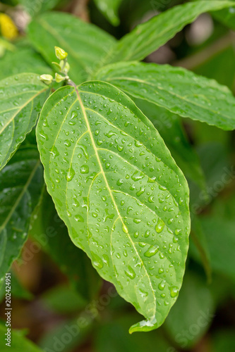 Natural pattern of leaves plants background. Water drop on leaf