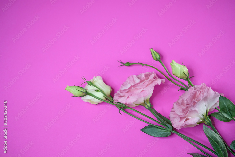 pink lisianthus on pink background pink lisianthus on pink background