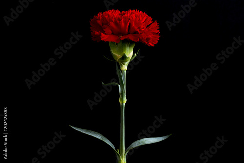 single red carnation photo