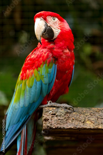 Brazilian Fauna - Macaws © Pedro H C Pinheiro