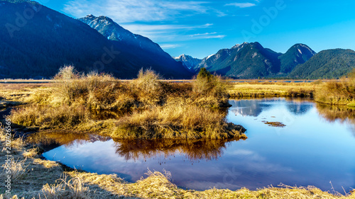 Fototapeta Naklejka Na Ścianę i Meble -  Snow covered peaks of the Coast Mountains surrounding the Pitt River and Pitt Lake in the Fraser Valley of British Columbia, Canada on a clear winter day