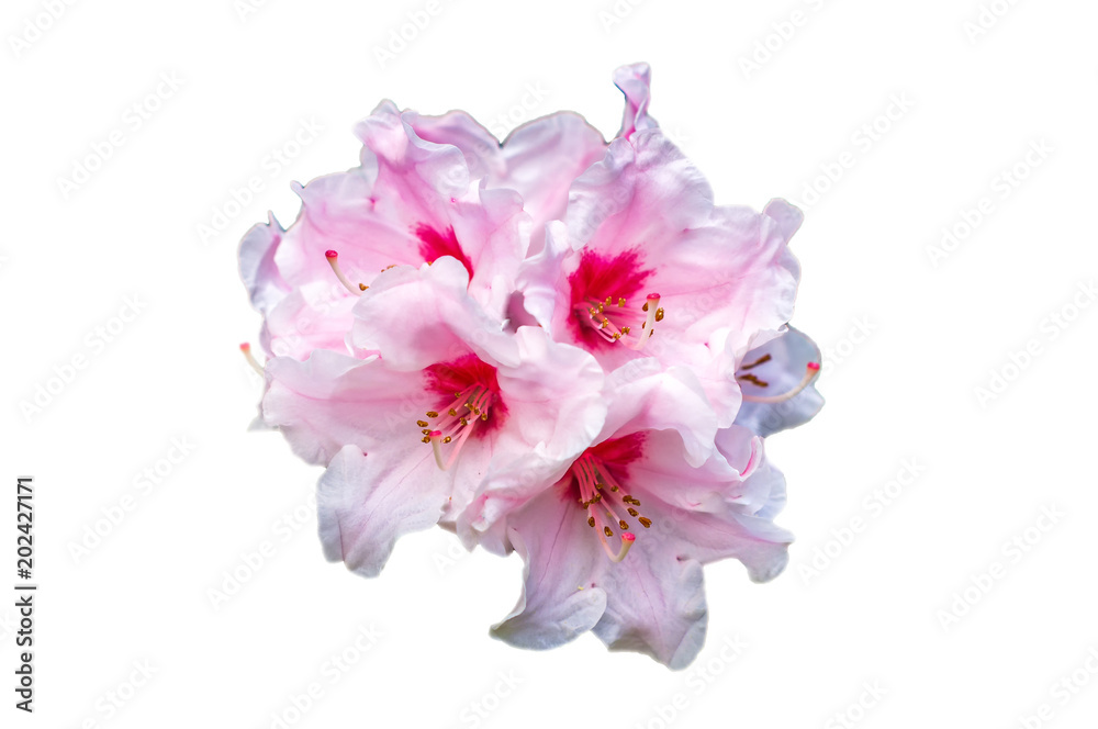 rhododendron flowers on white background close up. Pink rhododendron blossom close-up - obrazy, fototapety, plakaty 
