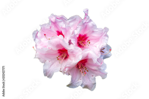 rhododendron flowers on white background close up. Pink rhododendron blossom close-up
