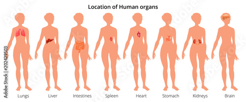 9 human body organ systems realistic educative anatomy physiology front back view flashcards poster vector illustration