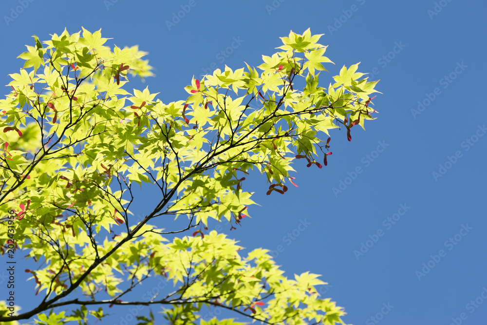 fresh verdure fresh verdure