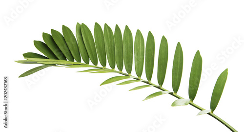 Cardboard palm or Zamia furfuracea or Mexican cycad leaf, Tropical foliage isolated on white background, with clipping path photo