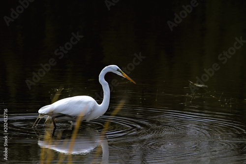 Great Egrets wading in water in the wetlands. photo