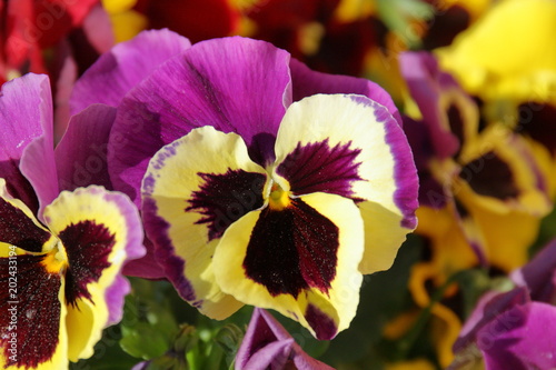 flower,