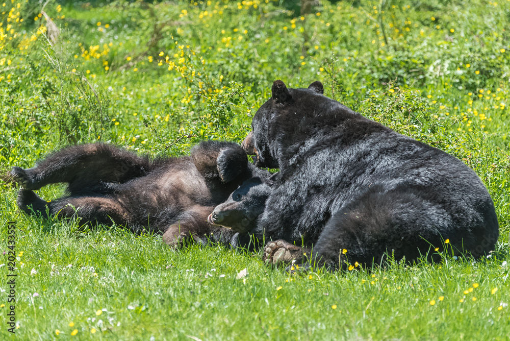 Ursus americanus, american black bear cub and mother playing on the grass
Ursus americanus, american black bear cub and mother playing on the grass