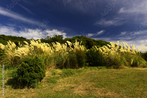 Time to relax on a reed meadow