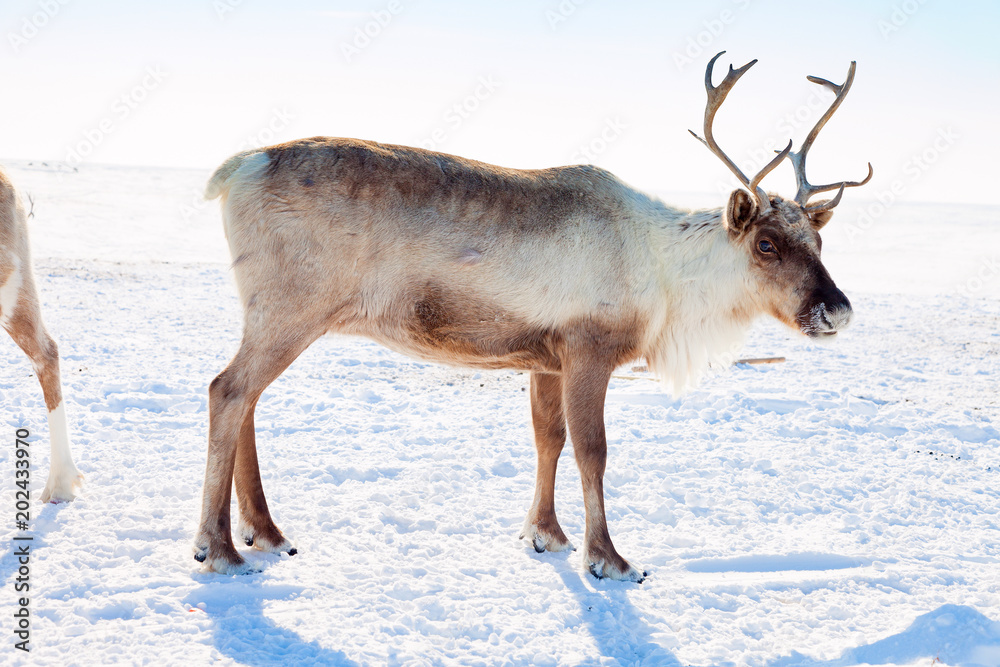 Obraz premium Reindeer in winter tundra