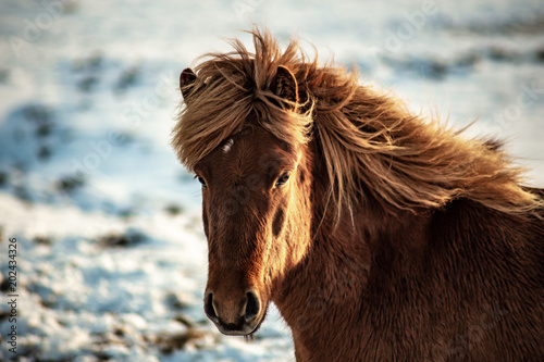 icelandic horse 3