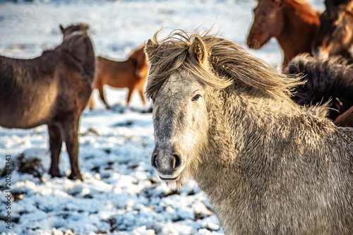 Icelandic Horse © eddy
