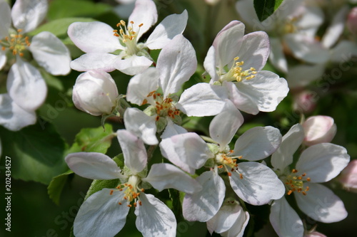apple,flower
