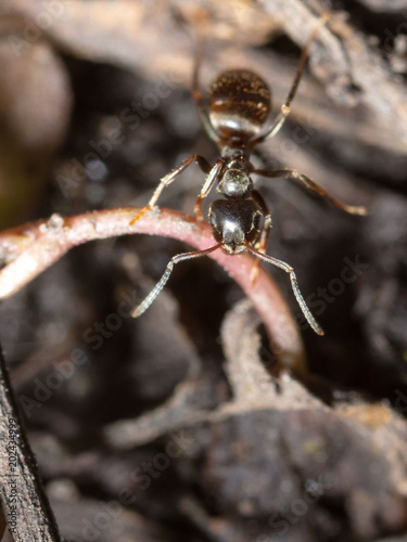 The ant is in the black earth © schankz