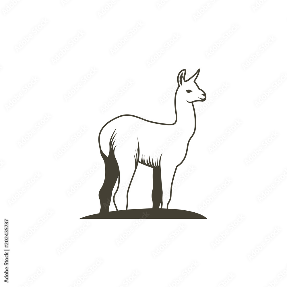 Llama - vector illustration Llama - vector illustration