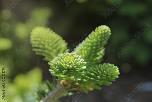 A young branch of fir trees bathed in the rays of the sun. Close-up photo
