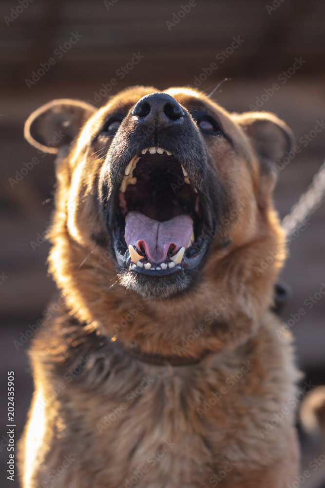 An angry dog barks near the house An angry dog barks near the house