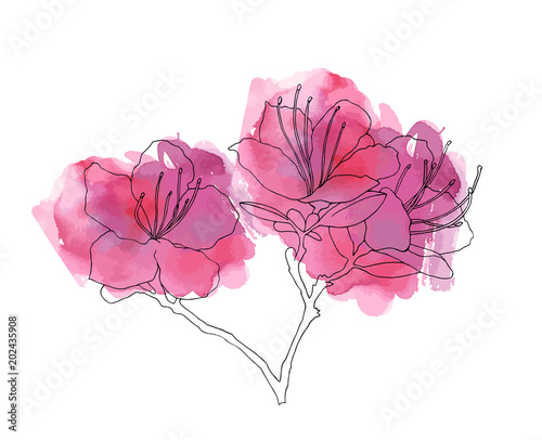 hand sketched rhododendron Ledebour branch with watercolour texture. Vector illustration pink flowers for design. picture flowering of the Maralnik on the Altai. Modern abstract watercolor background photo