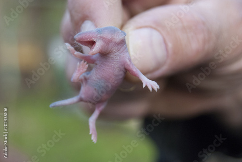 The man holds the fingers of a tiny newborn baby shrew (Neomys fodiens) photo