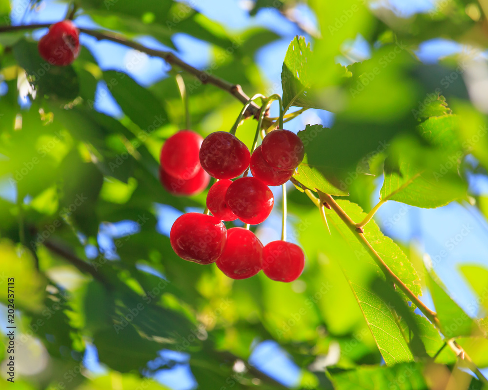 Red cherry on a tree branch in summer