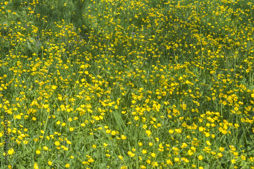 Yellow field of buttercup flowers closeup as natural floral background