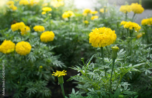 Marigold Yellow flower  bright morning in field of Marigolds plantation