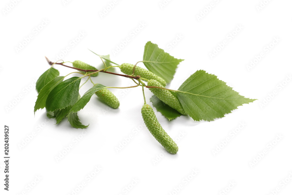 Obraz premium Młoda brzoza gałąź z zielonymi liśćmi odizolowywającymi na białym tle