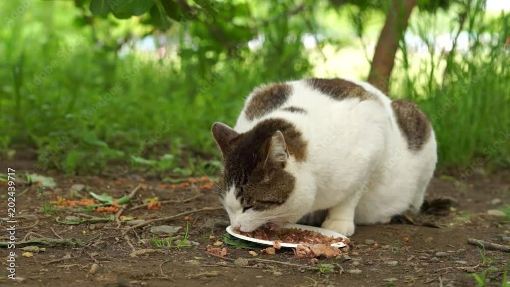 猫 猫