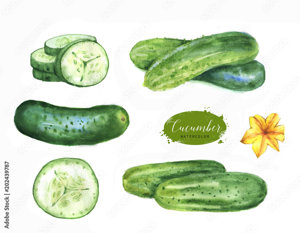 Hand drawn watercolor illustration set of fresh green cucumbers. Isolated on the white background. Vegetarian food product Hand drawn watercolor illustration set of fresh green cucumbers. Isolated on the white background. Vegetarian food product