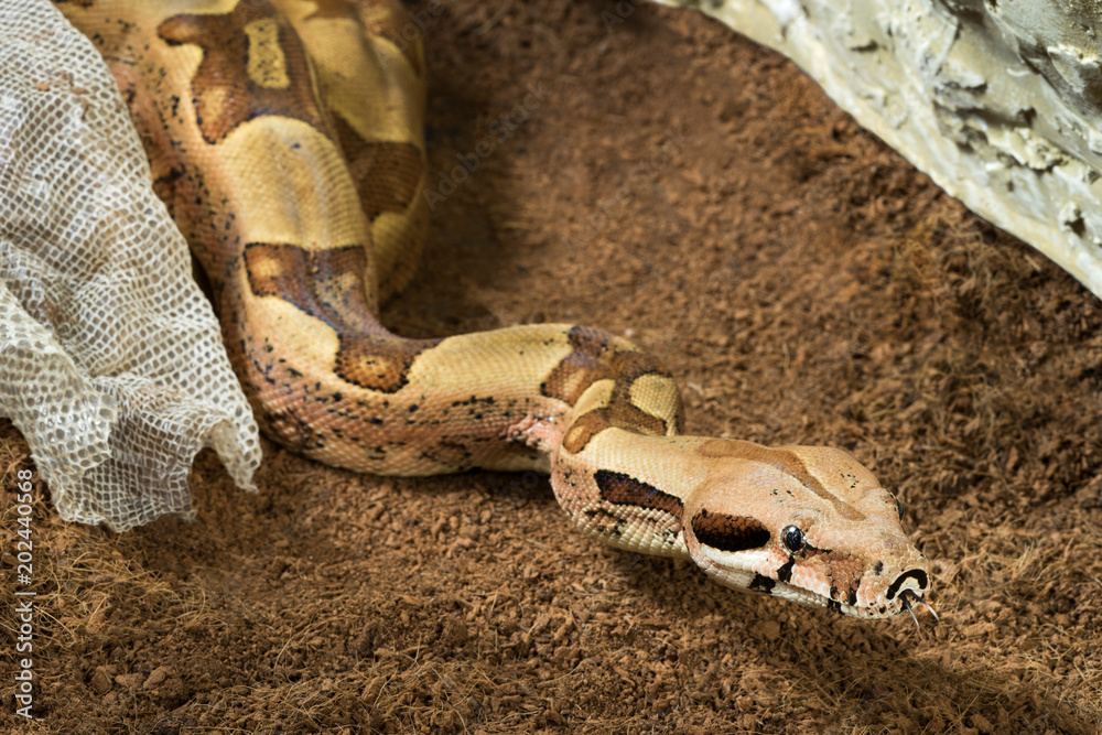 Fotografi Boa constrictor imperator