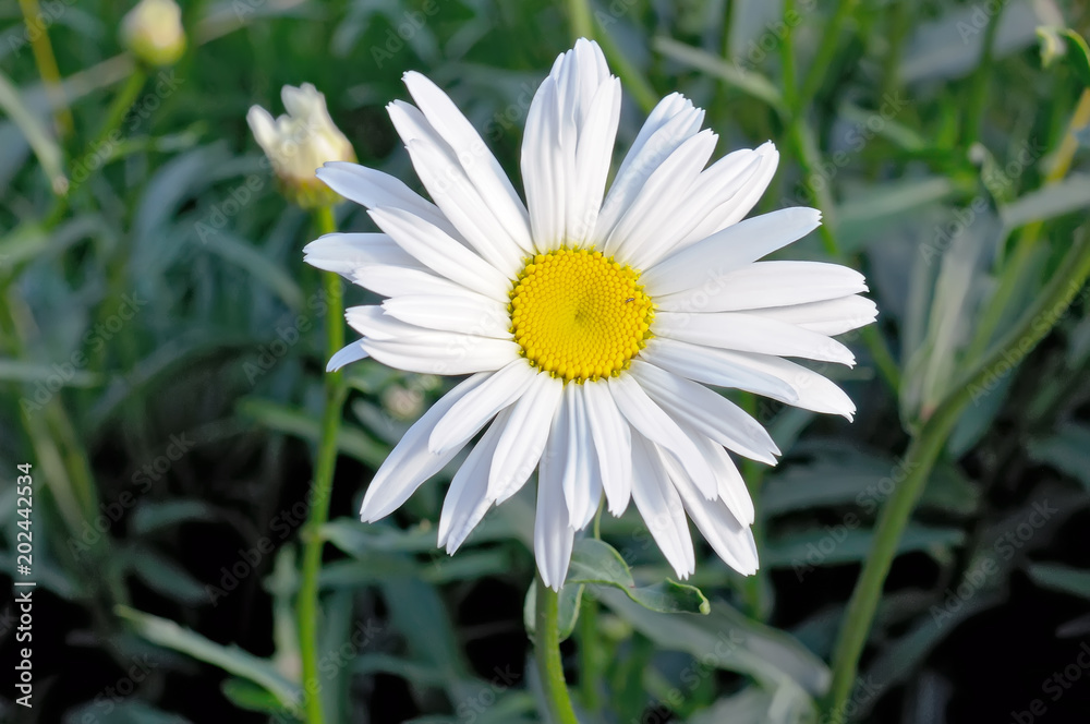 One white chamomile against background of a green grass One white chamomile against background of a green grass