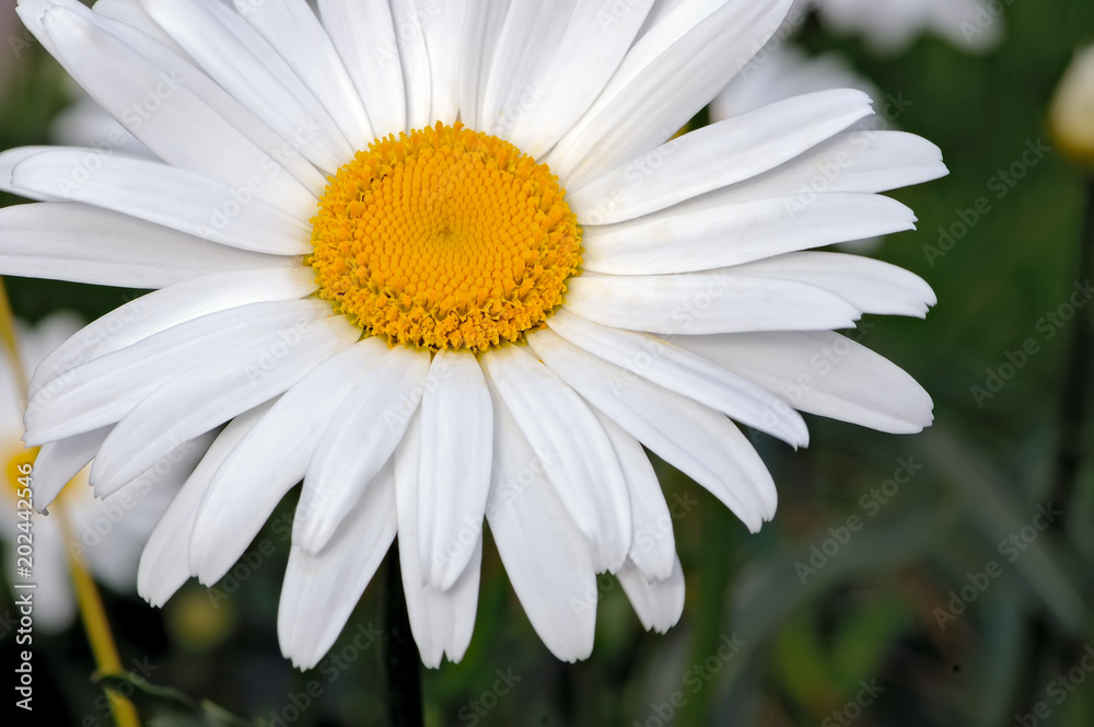 Obraz premium One white chamomile against background of a green grass