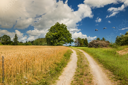 Countryside road with field of ripening wheat and old oaks tree, summer, Europe