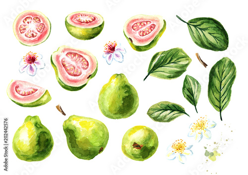 Fototapeta Naklejka Na Ścianę i Meble -  Big guava elements set. Watercolor hand drawn illustration, isolated on white background